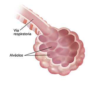 Primer plano de las vías respiratorias y los alvéolos normales.